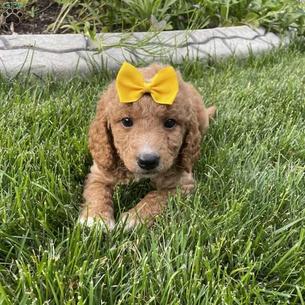 Alex, Mini Goldendoodle Puppy